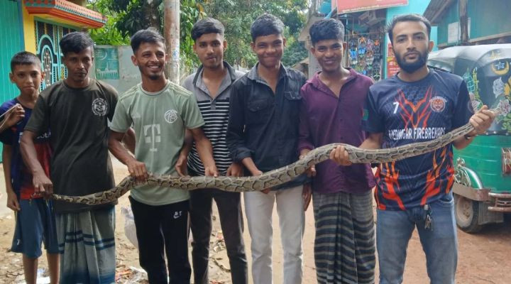 বোয়ালখালীতে ৮ ফুট লম্বা অজগর উদ্ধার